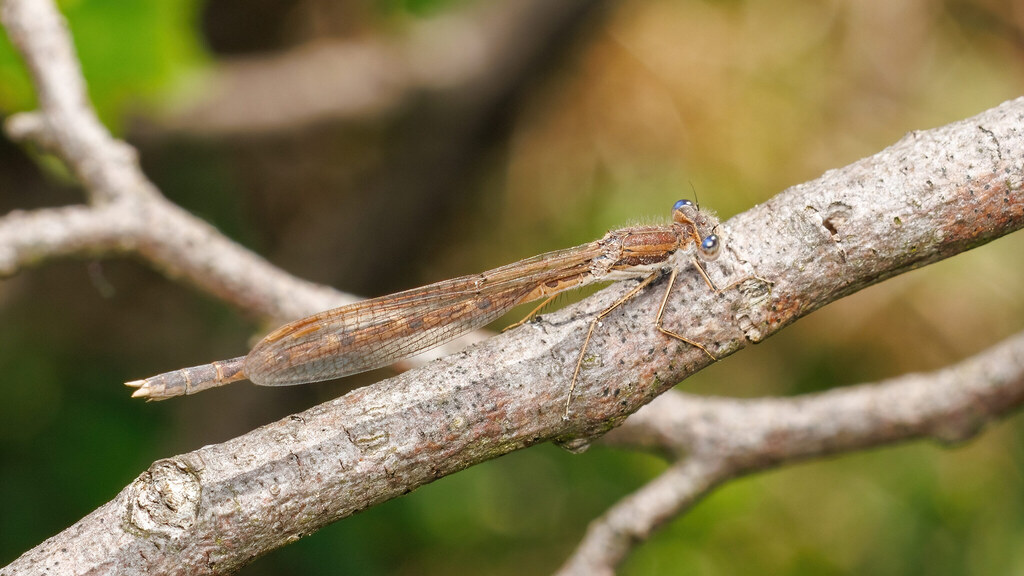Lestidae Sympecma fusca