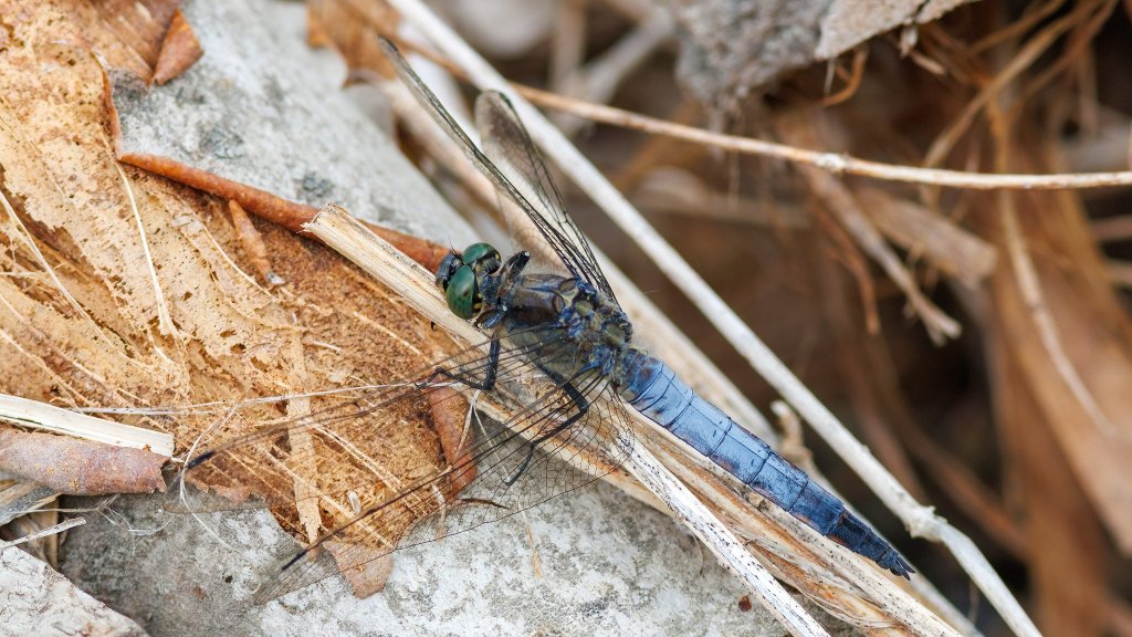 Orthetrum cancellatum