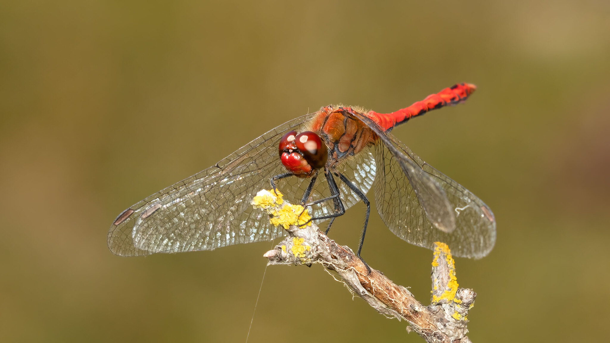 Libellulidae Sympetrum sanguineum