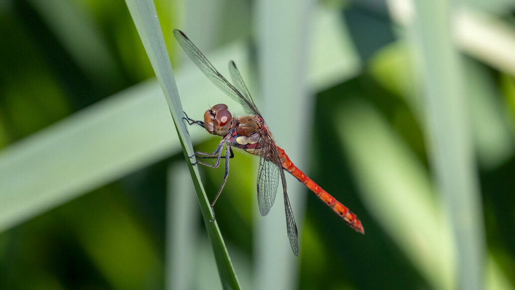 Sympetrum striolatum