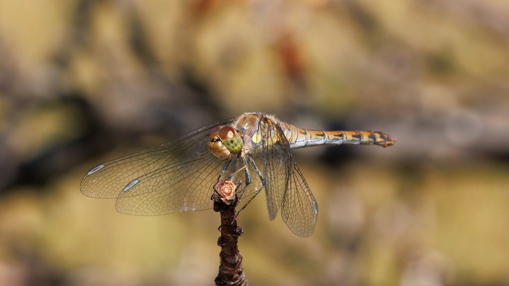 Sympetrum striolatum