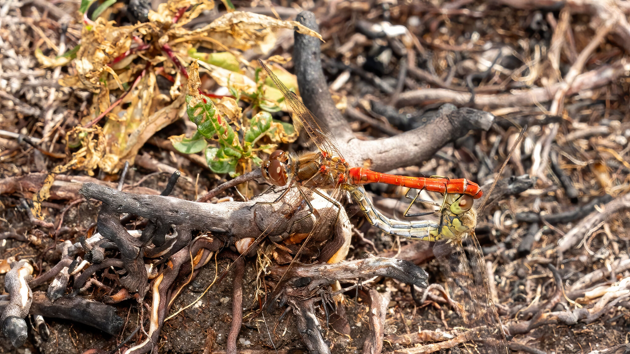 Libellulidae Sympetrum vulgatum