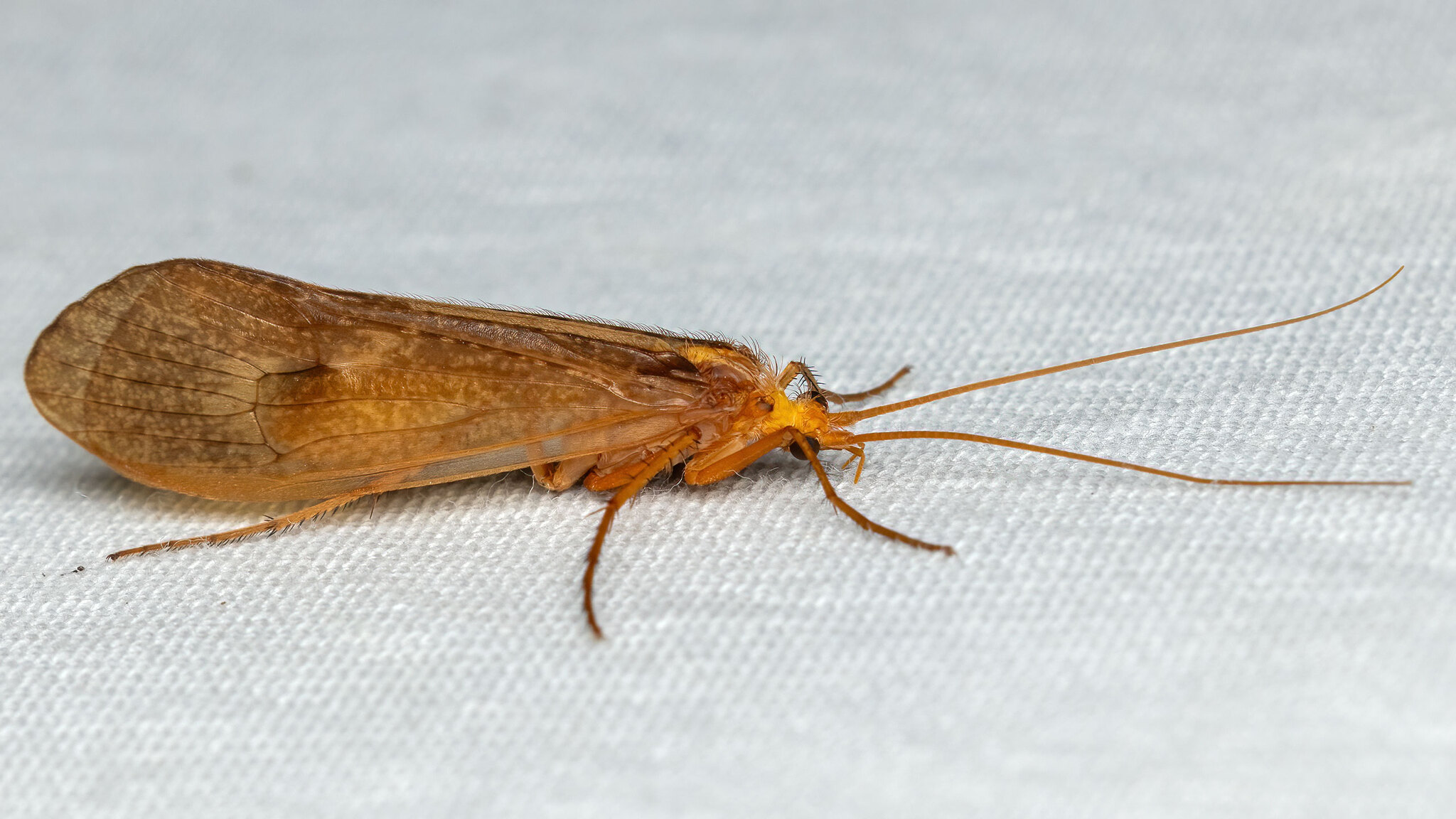 Limnephilidae Stenophylax permistus
