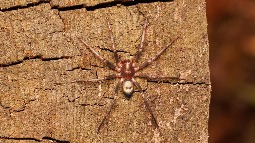 Drapeta rutilans