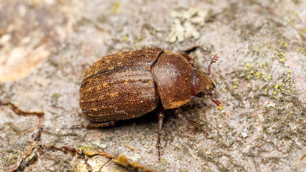 Aesalus scarabaeoides