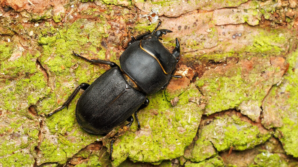 Lucanidae Dorcus parallelipipedus