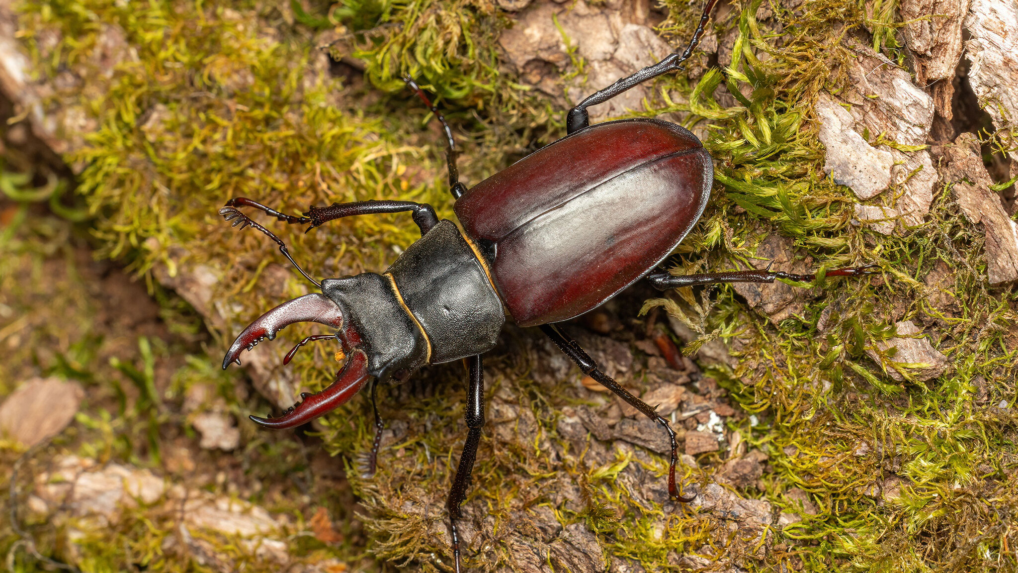 Lucanidae Lucanus cervus