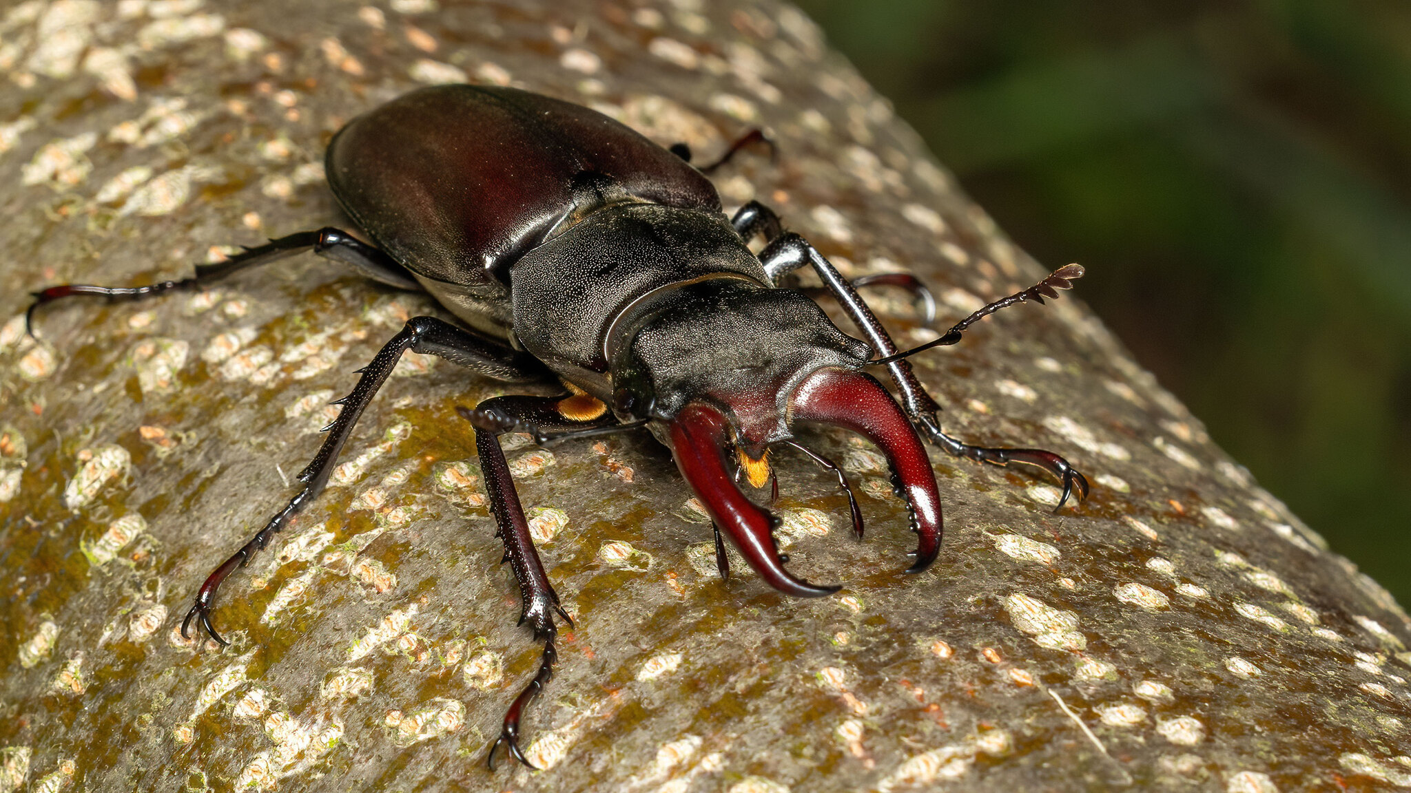 Lucanidae Lucanus cervus