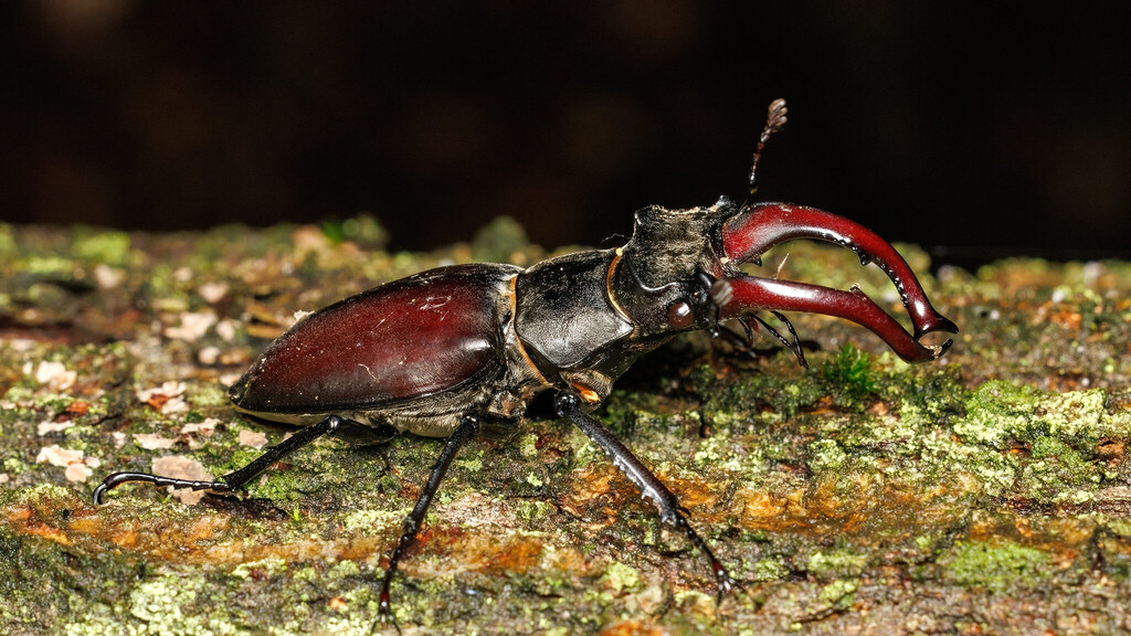 Lucanidae Lucanus cervus