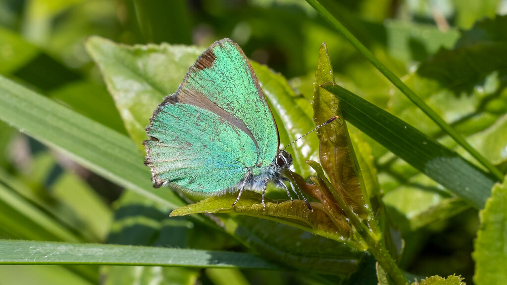 Lycaenidae Callophrys rubi