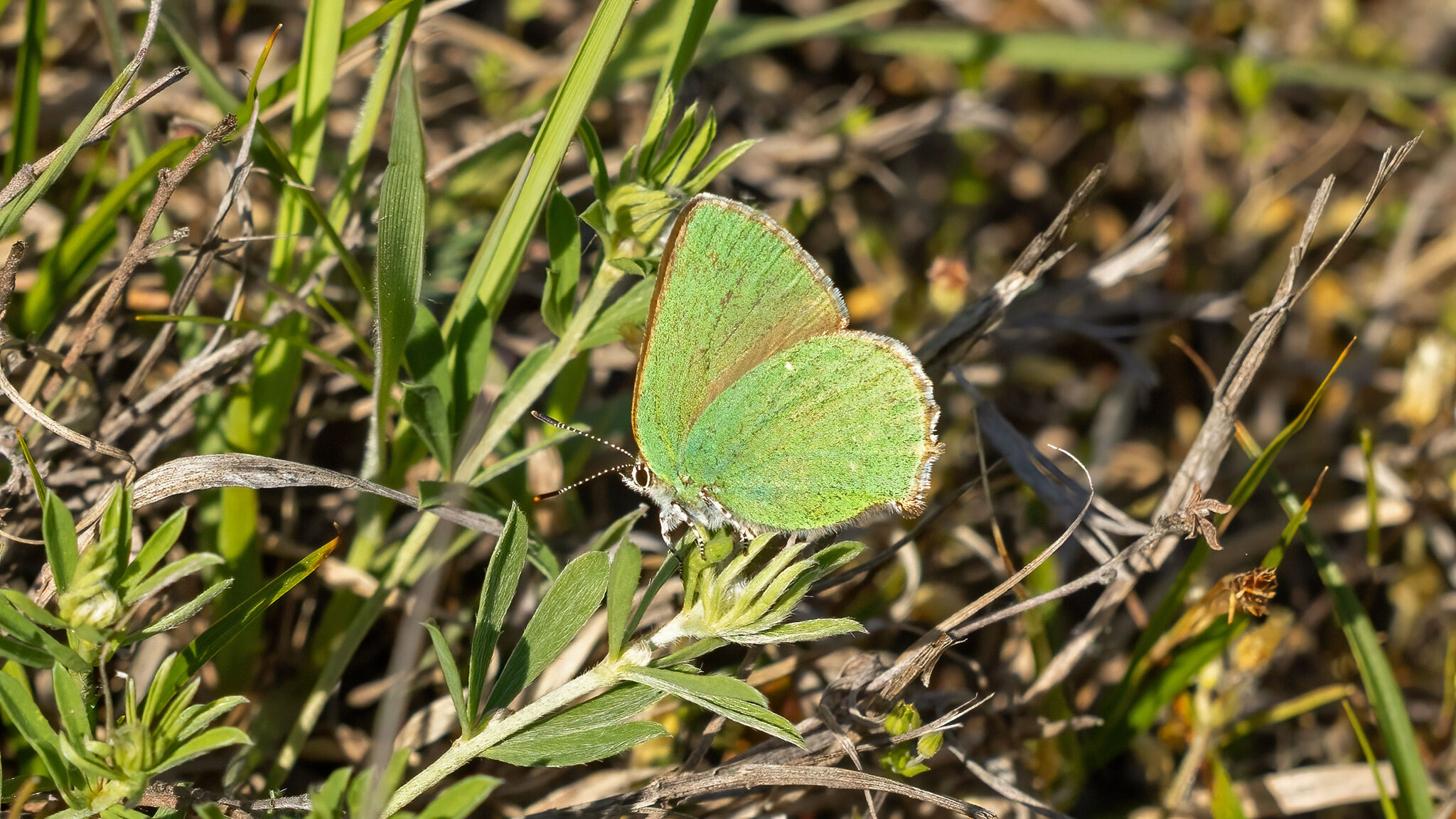 Lycaenidae Callophrys rubi