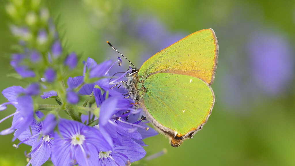Lycaenidae Callophrys rubi