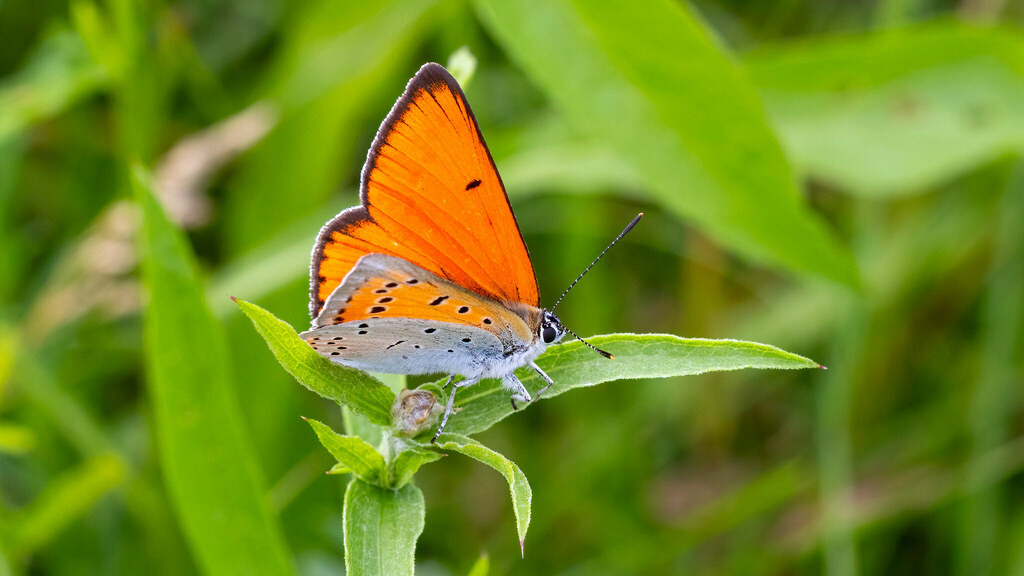 Lycaenidae Lycaena dispar