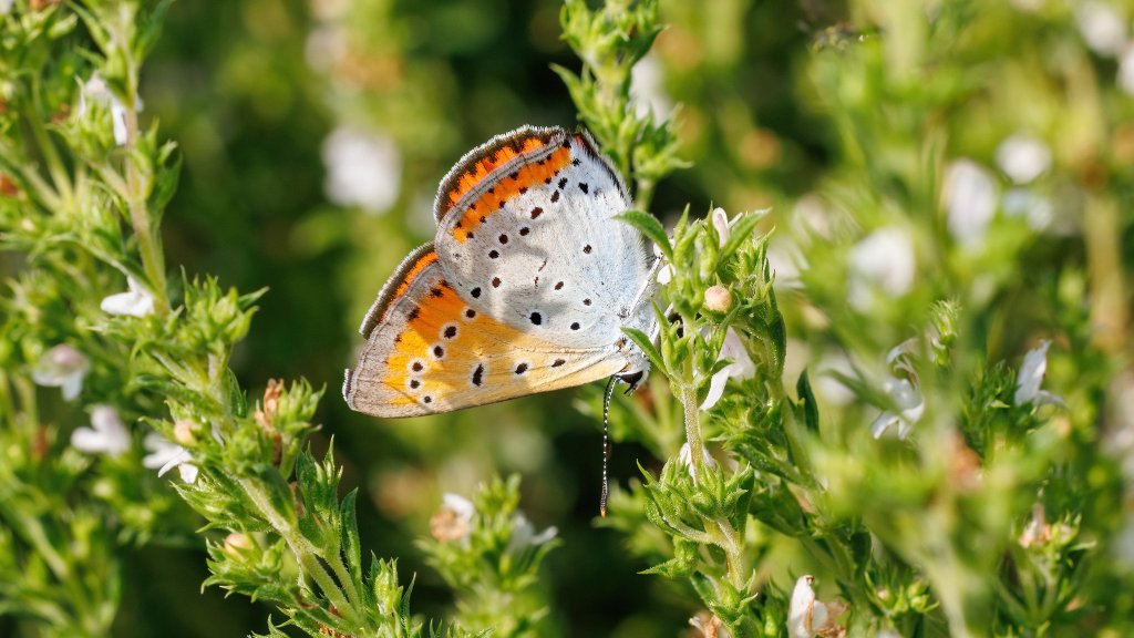 Lycaena dispar
