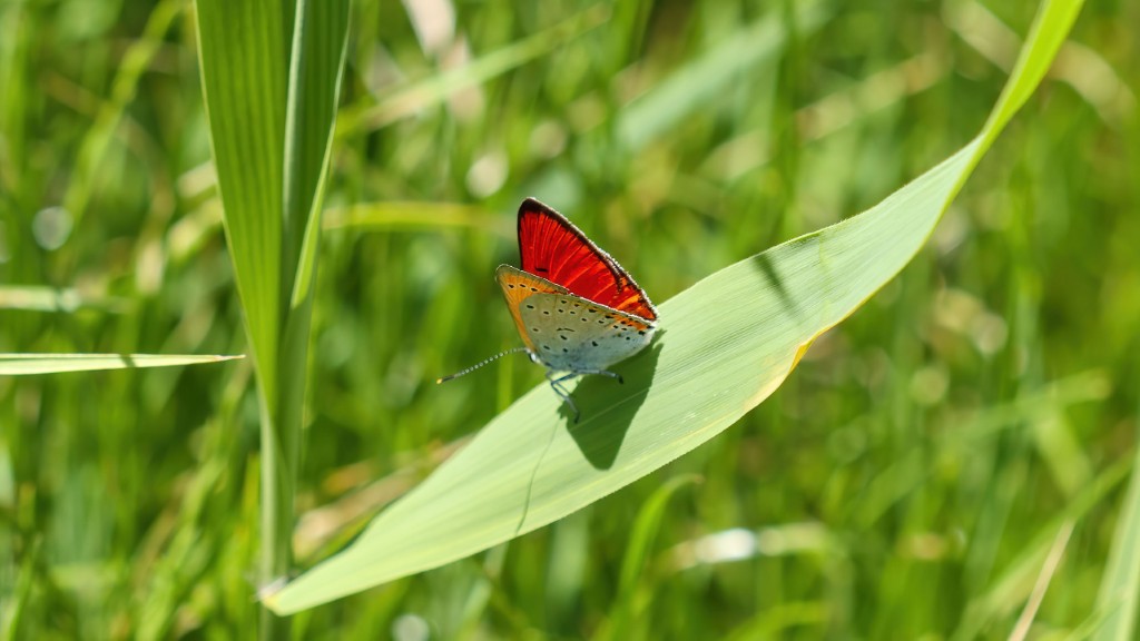 Lycaenidae Lycaena dispar