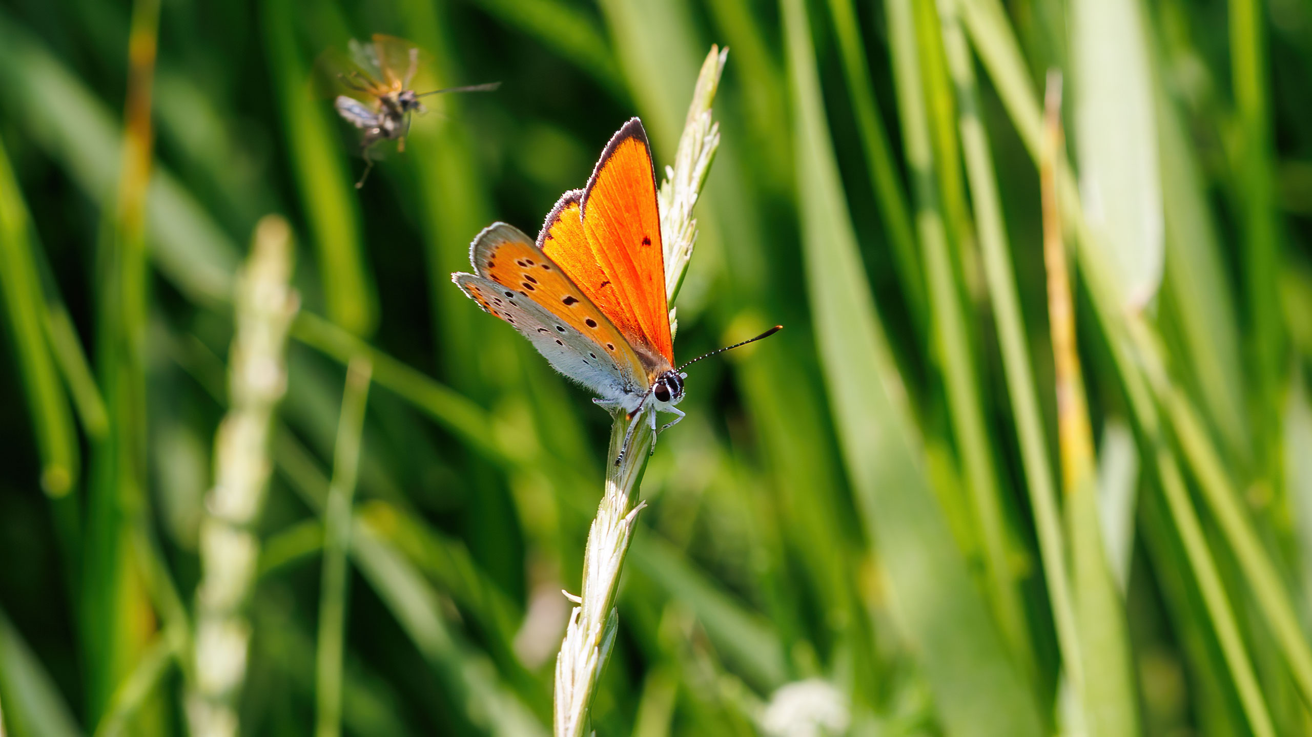 Lycaenidae Lycaena dispar