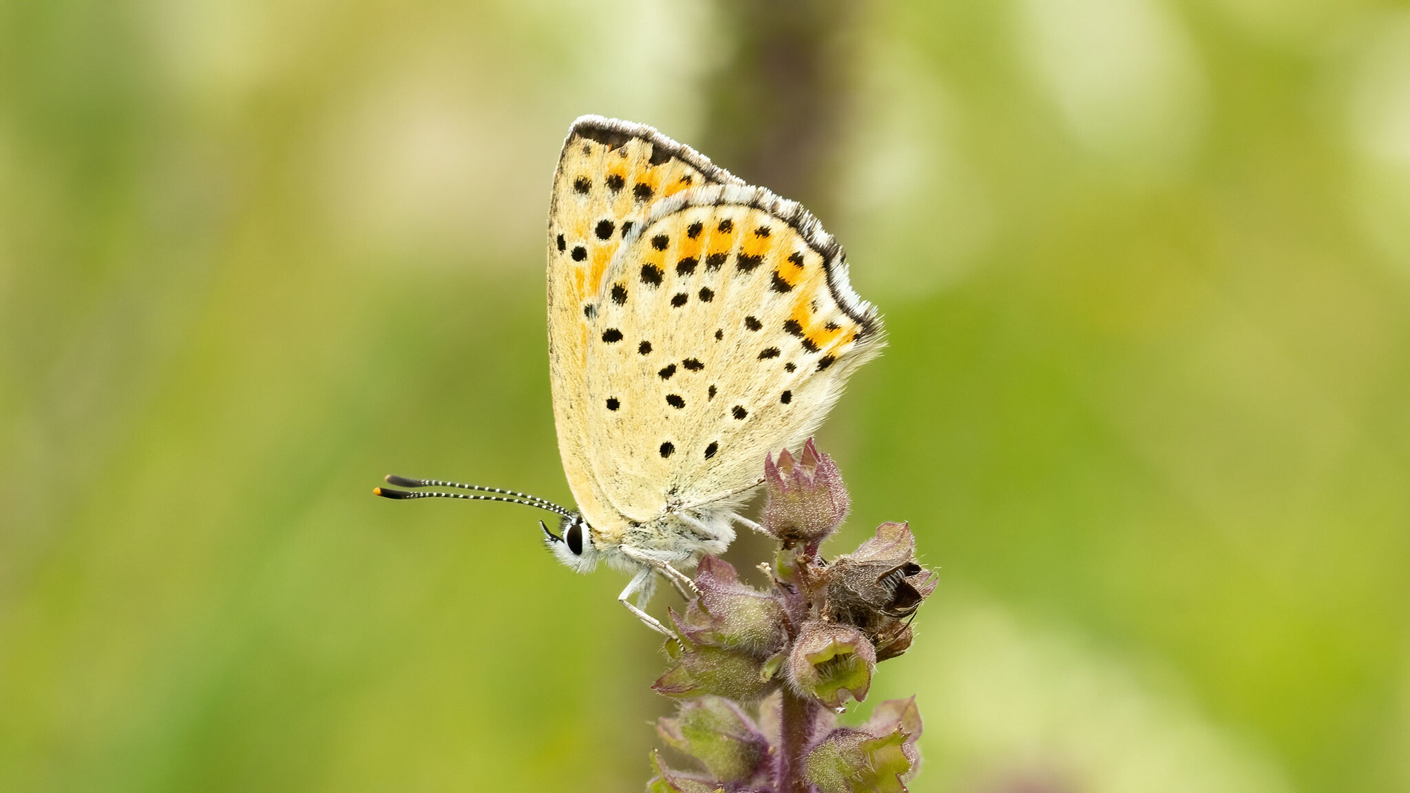 Lycaenidae Lycaena tityrus