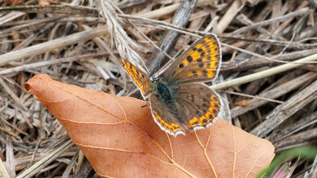 Lycaena tityrus