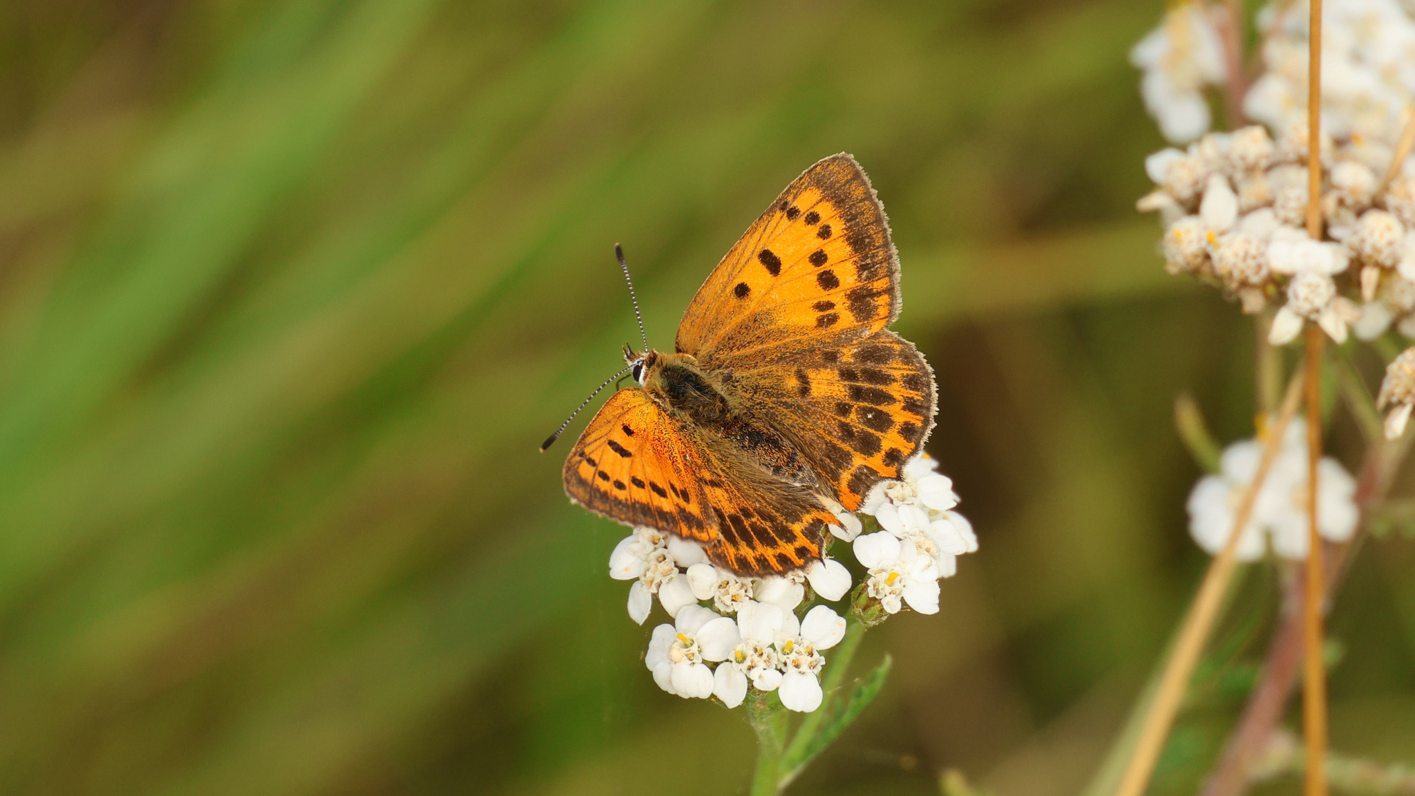 Lycaenidae Lycaena virgaureae