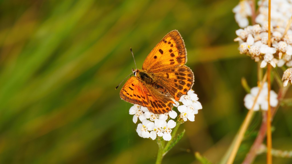 Lycaenidae Lycaena virgaureae
