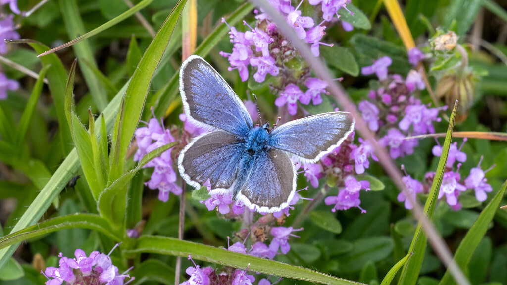 Lycaenidae Plebejus argus