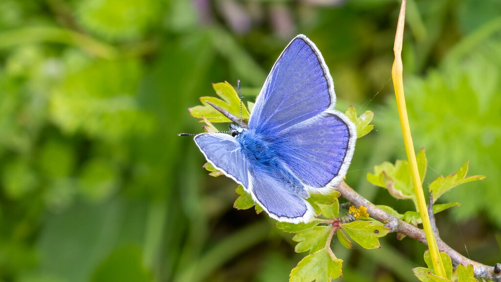 Lycaenidae Polyommatus icarus