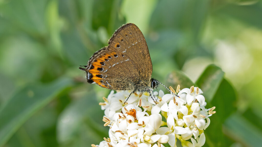 Lycaenidae Satyrium pruni