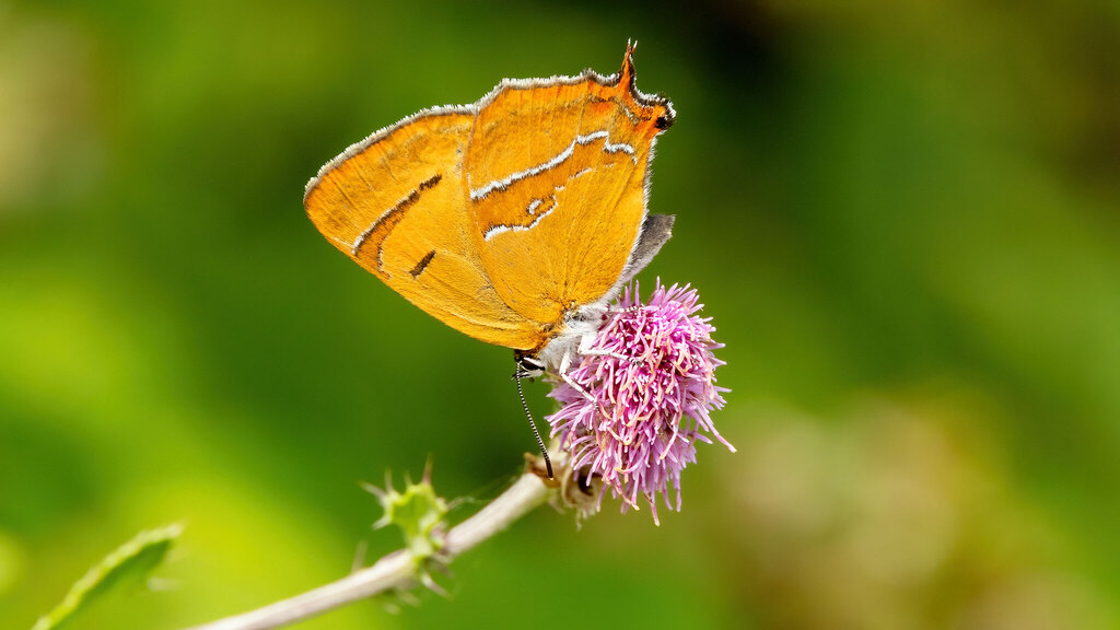 Lycaenidae Thecla betulae