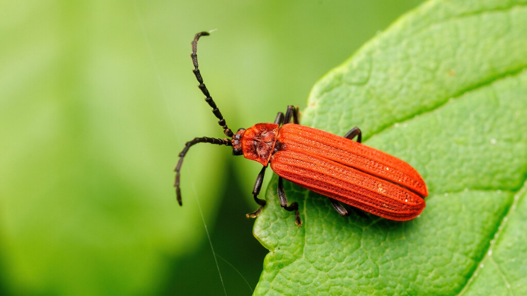 Lycidae Lopheros rubens