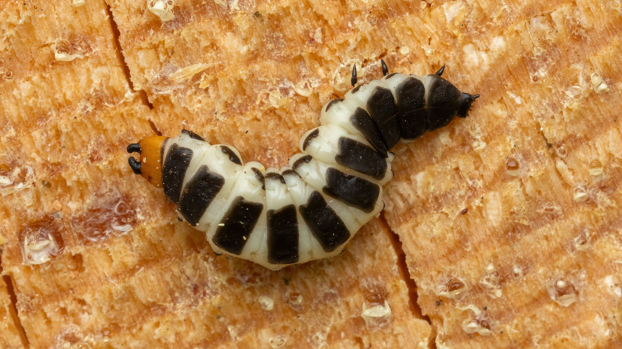 Lycidae Lygistopterus sanguineus