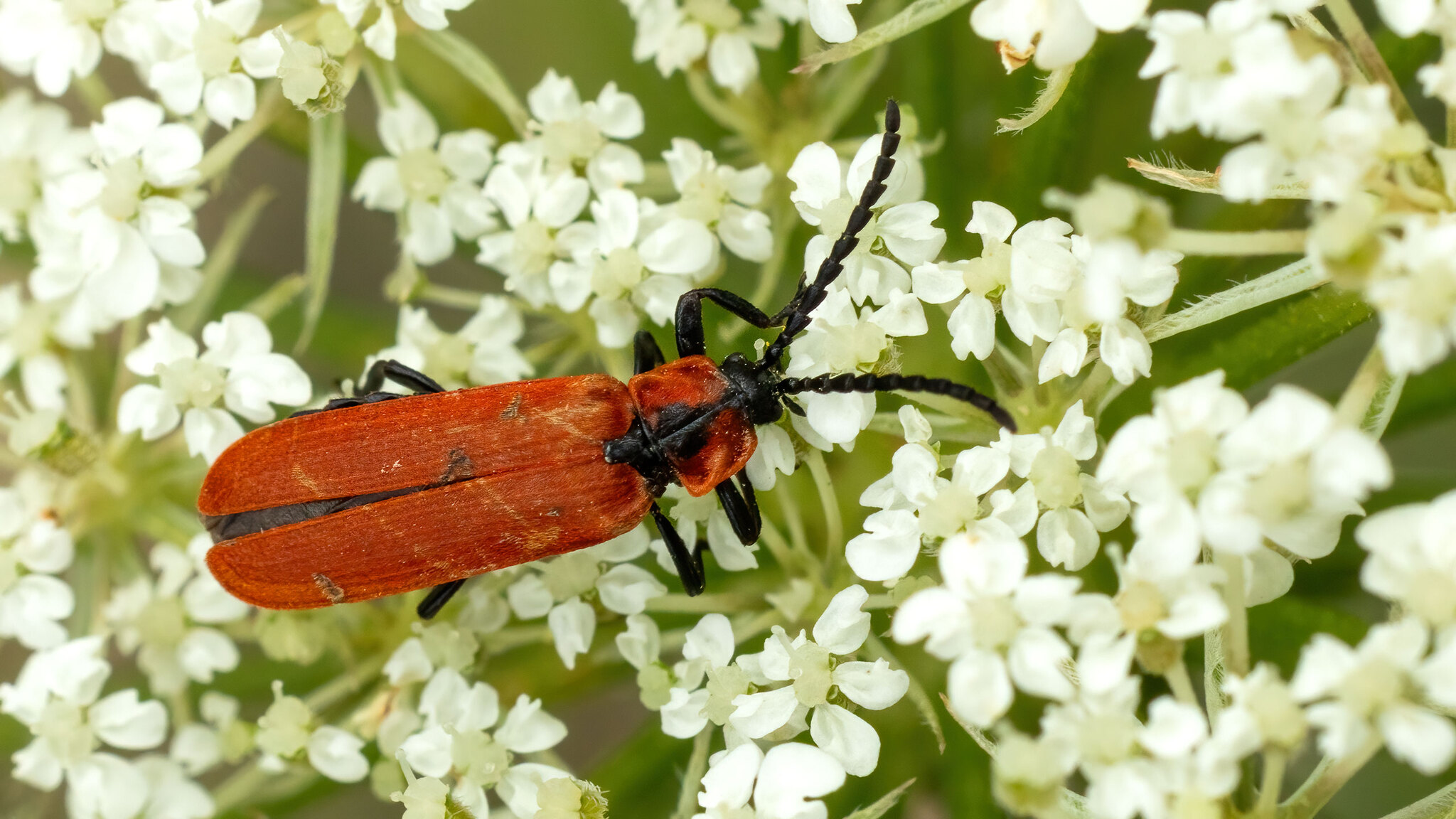 Lycidae Lygistopterus sanguineus