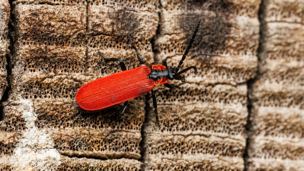 Lycidae Lygistopterus sanguineus