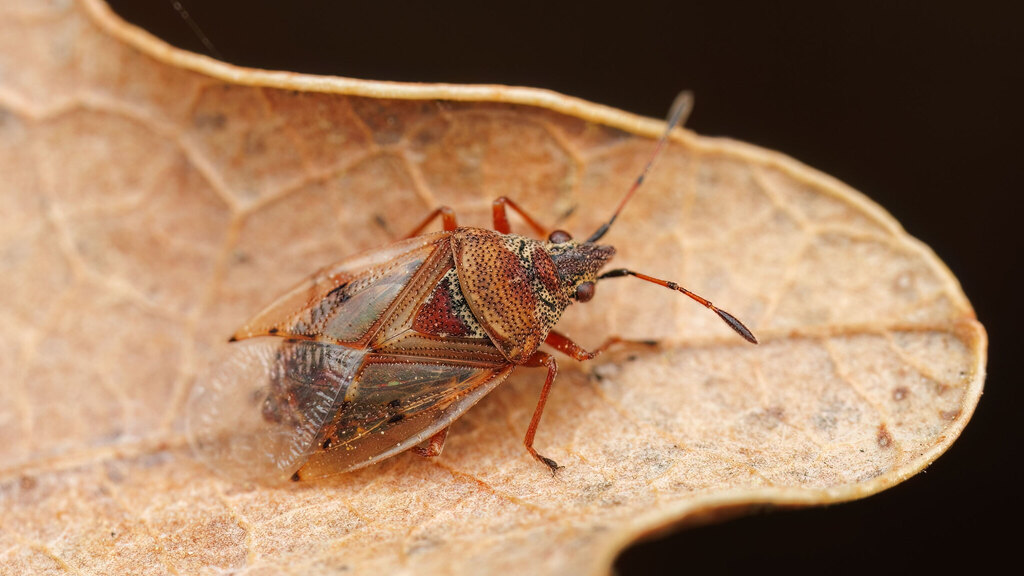Lygaeidae Kleidocerys resedae