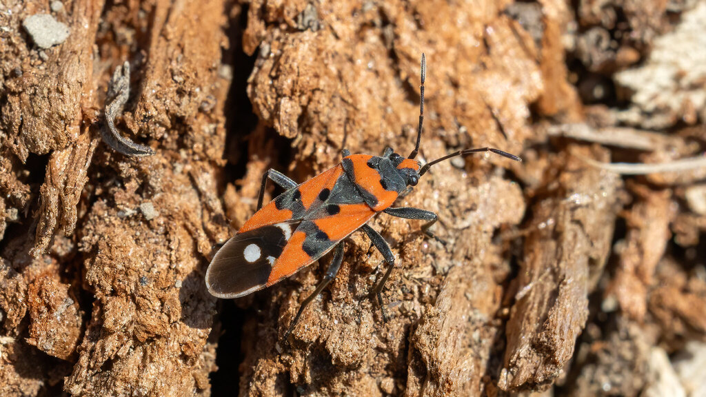 Lygaeidae Lygaeus equestris