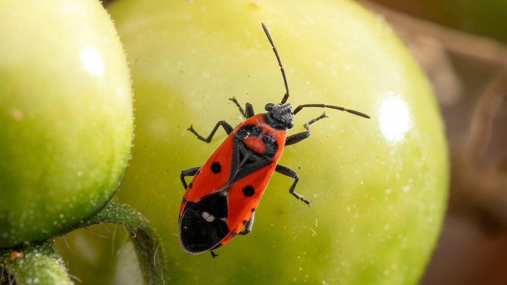 Lygaeidae Melanocoryphus albomaculatus