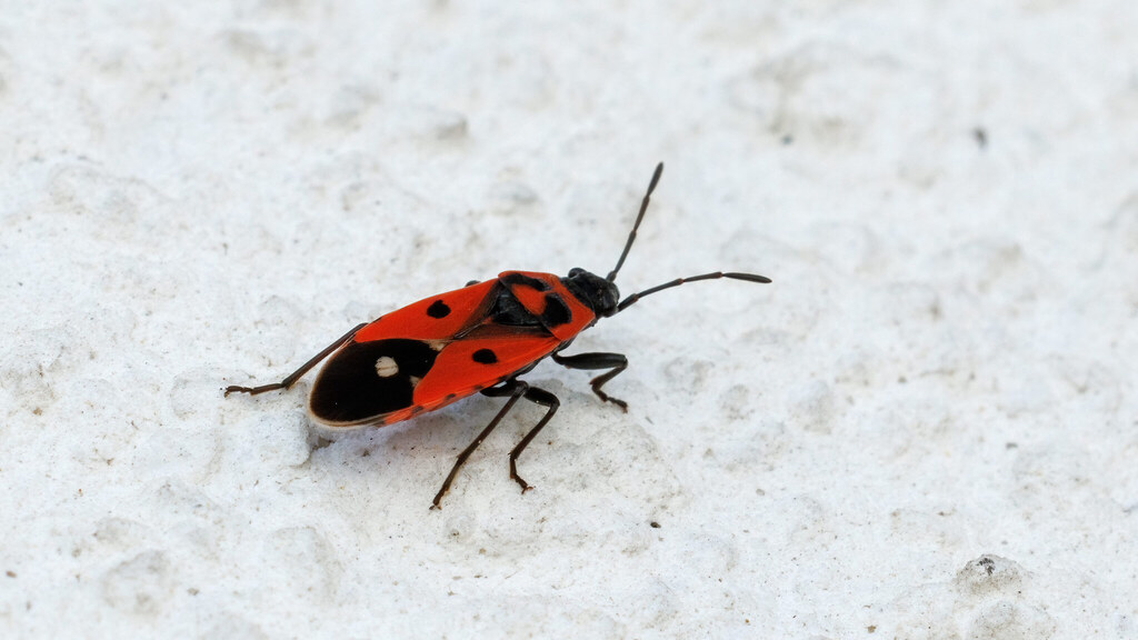 Lygaeidae Melanocoryphus albomaculatus