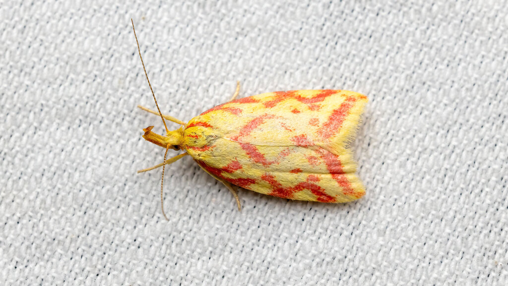 Lypusidae Hypercallia citrinalis