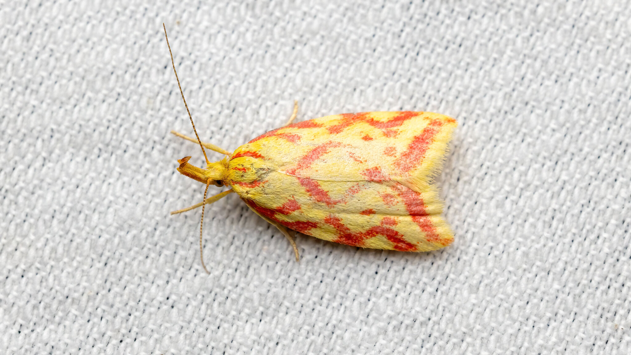 Lypusidae Hypercallia citrinalis