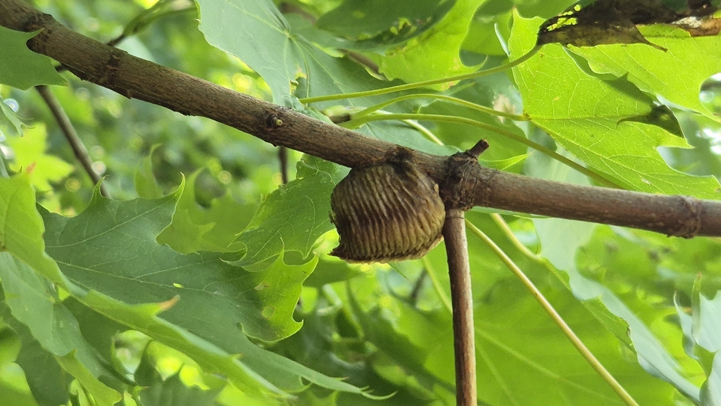 Mantidae Hierodula transcaucasica