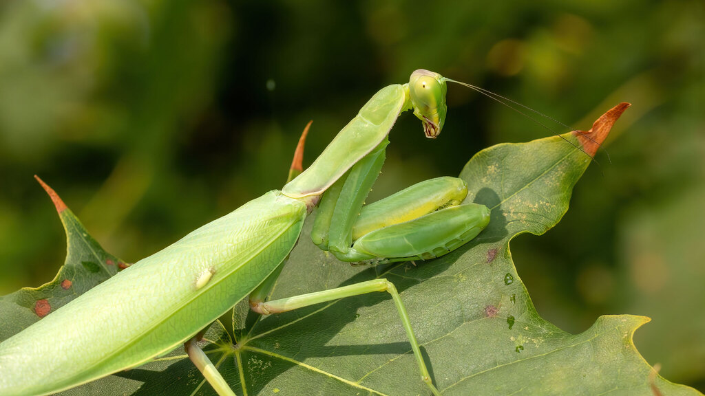 Mantidae Hierodula transcaucasica