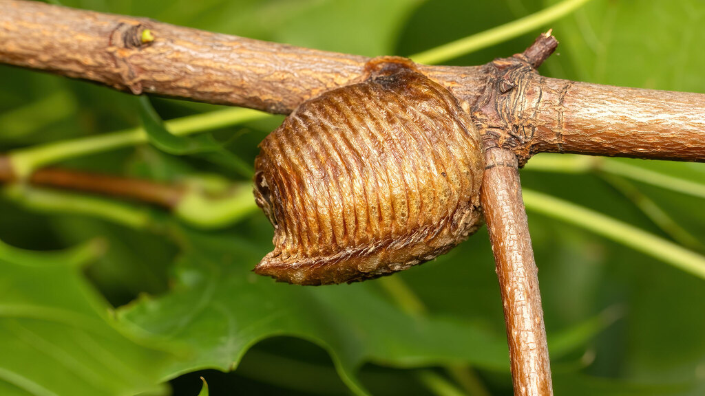 Mantidae Hierodula transcaucasica