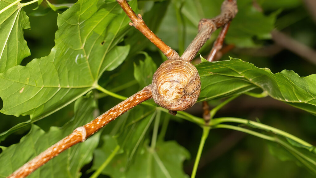 Mantidae Hierodula transcaucasica