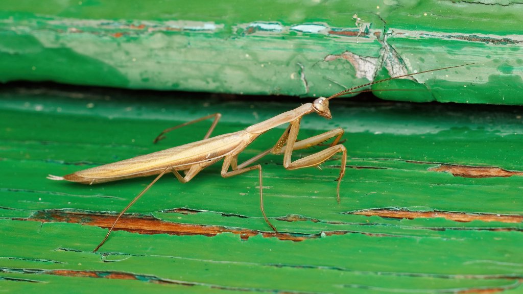 Mantis religiosa