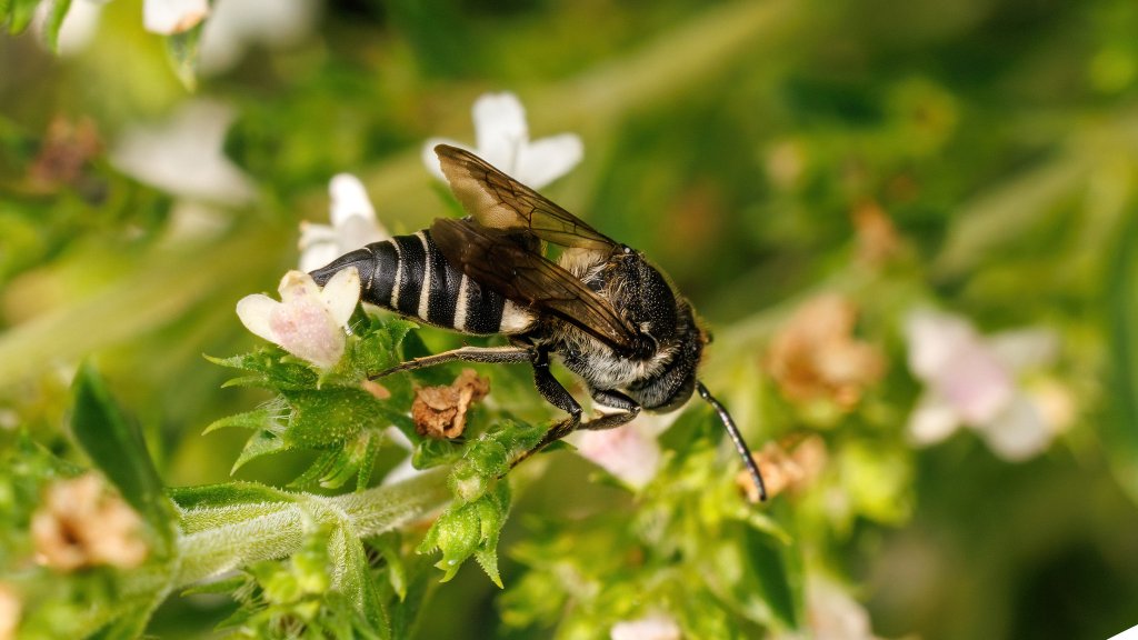 Coelioxys sp.