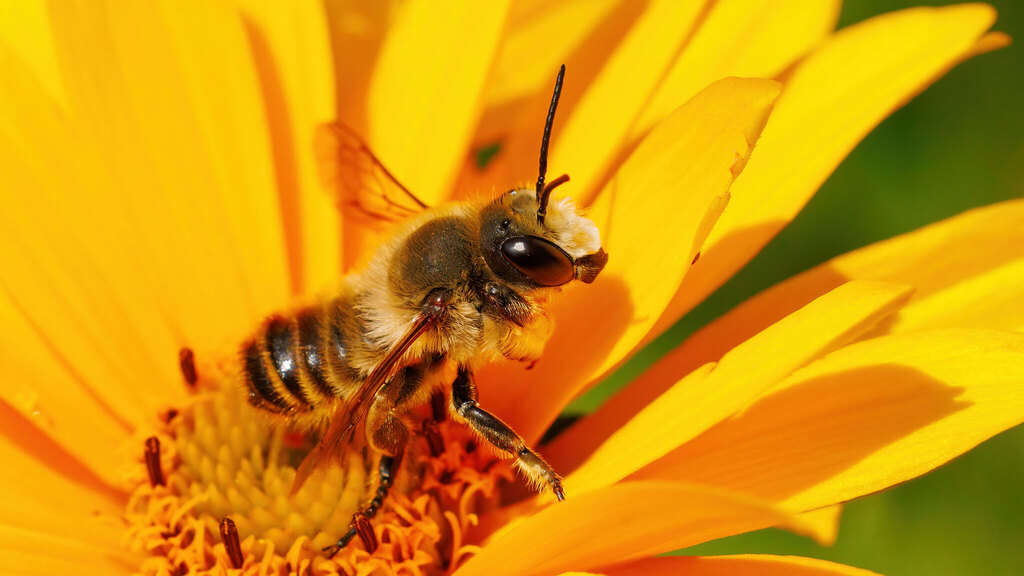 Megachilidae Megachile lagopoda