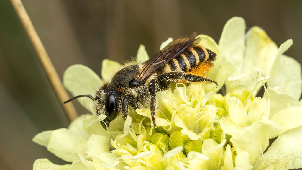 Megachilidae Megachile melanopyga