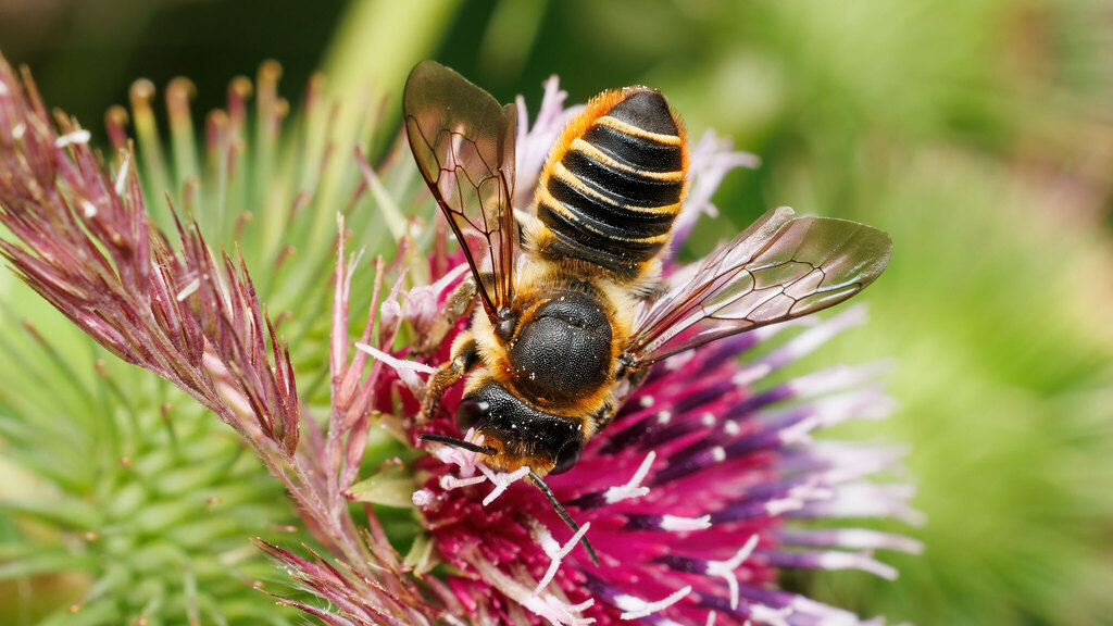 Megachilidae Megachile pilicrus