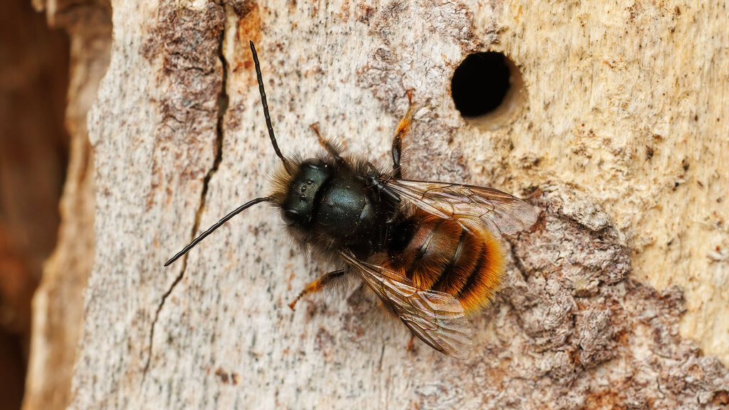 Megachilidae Osmia cornuta