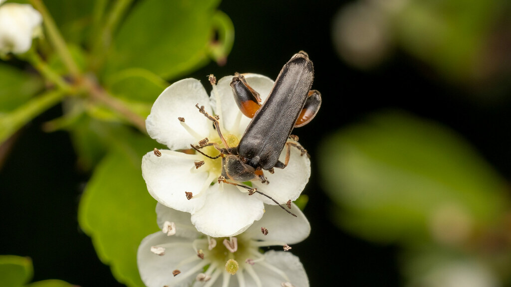 Melandryidae Osphya bipunctata