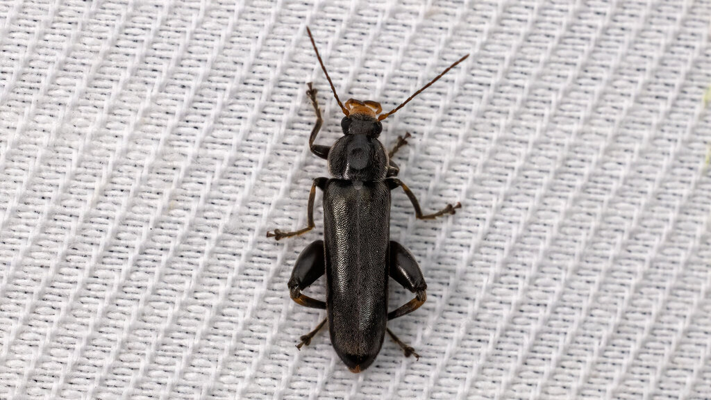 Melandryidae Osphya bipunctata